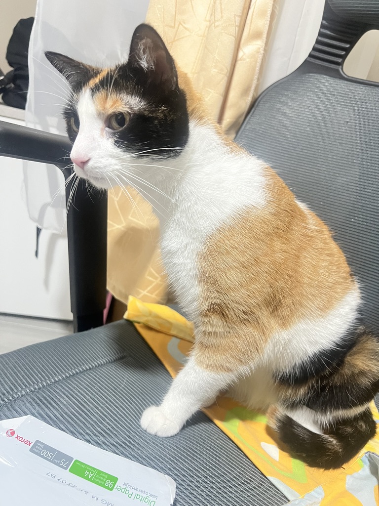 Iris vs Rubi: ¿Quién es la verdadera diva de la casa?