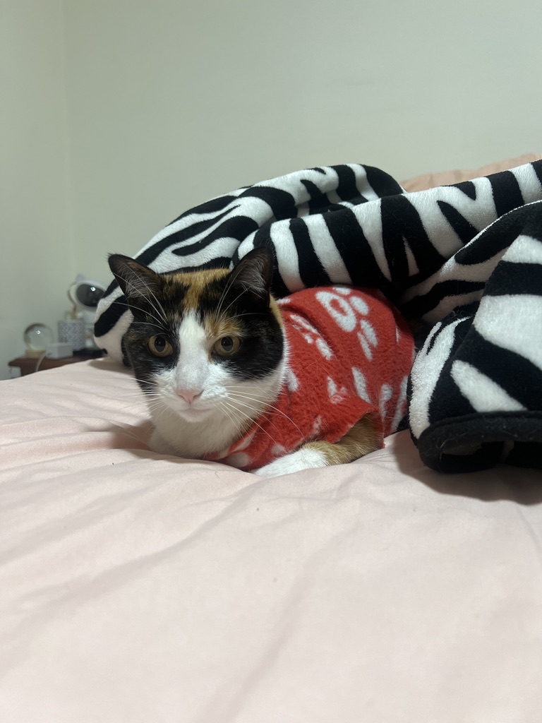 El secreto de las fotos virales de Las Chubys: Iluminación y paciencia