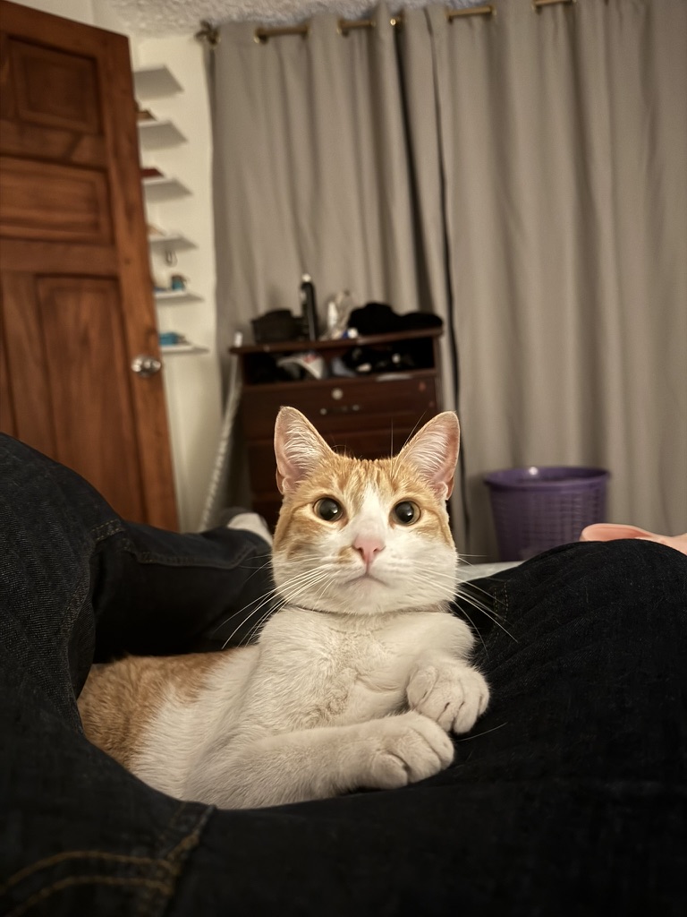 Cómo elegir el rascador perfecto que no arruine tu sala en Ecuador