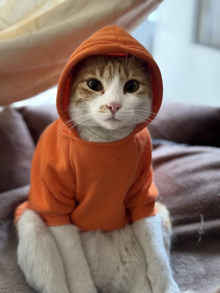 Gatos en departamentos de Quito: Consejos para espacios pequeños